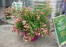 De lily Rose van Kientzler bloeit heel de zomer lang en is makkelijk te combineren.